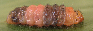 Deudorix smilis dalyensis - Final Larvae